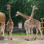 Chester Zoo: The Story of a Zoo Without Bars